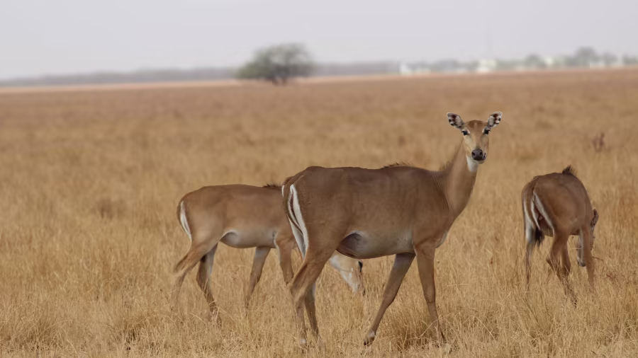 portfolio item image